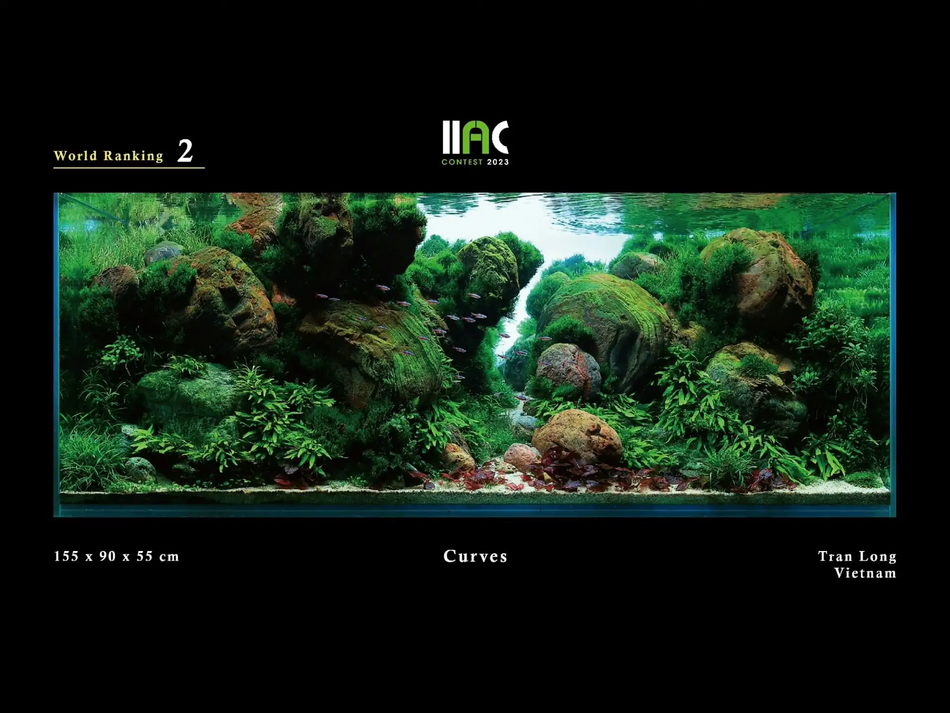 Curves - IIAC 2023 #02 Ant Long Tran Hoang / Vietnam